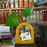 گل زینتی (خردلی)