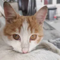 گربه مفقود شده