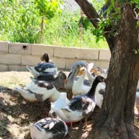 فروش ۱۳ قطعه غاز محلی دورگه ۳ ماهه