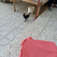 روروک و...بخون