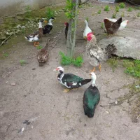فروش اردک خروس