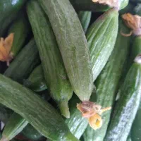 خیار شور ی خوردنی موجودی خوردنی ۸۰ شوری ۱۰۰