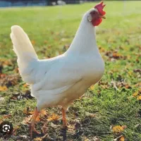 کارگر ساده متاهل مرغداری تخم گذار