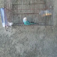 مرغ عشق