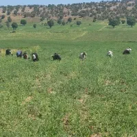 سرکارگر.لوبیا.افتاب گردان .سیبب پیاز.چغندر