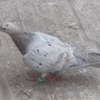 گمشده|پرنده|مشهد, کوی المهدی|دیوار