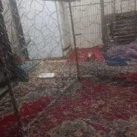 قفس بزرگ یک مترو نیم در یک مترونیم