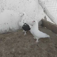 کبوتر مولد