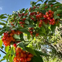 باغ ۱۰۰۰ متری جاده چالوس
