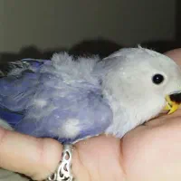 طوطی کوتوله