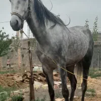 اسب نریان
