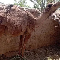 گهود
