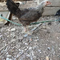 مرغ رسمی تخم گذار