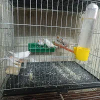 دو جفت فنچ مولد اروپایی با ماده تک