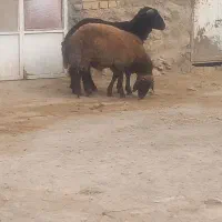 فروش بره نر