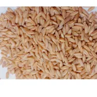گندم دیم سرداری