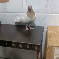 کفتر‌نرماده زرد