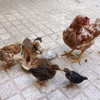 مرغ و جوجه زیر مرغی