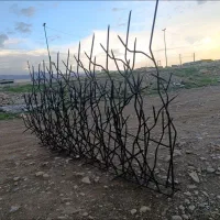 حفاظ شاخ گوزنـی...کنگره