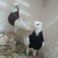 کبوتر جفت طوقی خشگل