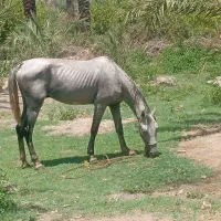 اسب
