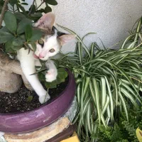 واگذاری بچه گربه بسیار پر انرژی و با اعتماد به نفس