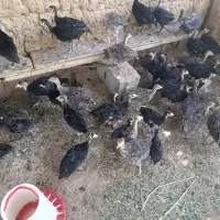 فروش جوجه بوقلمون برنز سینه پهن