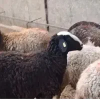 فروش فوری گوسفند ماده داشتی
