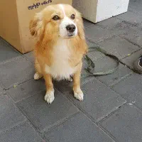 سگ کاملا سالم واگزاری میشود