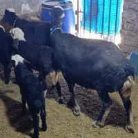 ۲راس میش غزل و ۳ راس بره