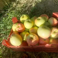 سیب بهاره یا سیب گلاب (تازه چیده شده) درجه۱
