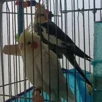 عروس هلندی