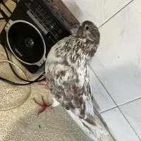 کفتر گرگی نر سالم سالم