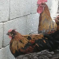 2 خروس و 5 مرغ مارانس