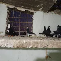 کفتر هوایی رنگی خوب