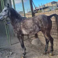 اسب نریون نر