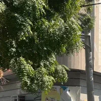 استخدام باغبان