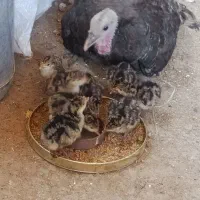 بوقلمون همراه با ۱۰ تا جوجه