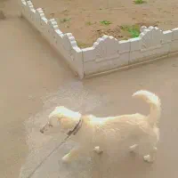 پاکوتاه