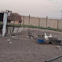 اردک غاز