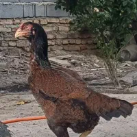 مرغ لاری نسل معتبر