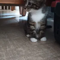 بچه گربه نر ۳ماهه