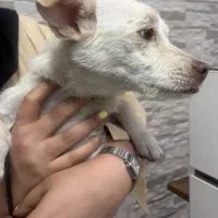 سگ پیداشده محدوده فردیس به صاحبش تحویل داده میشه