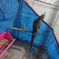 عروس هلندی بالغ آماده