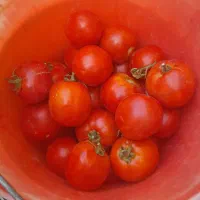 بهترین گوجه برای رب