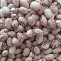 لوبیا چیتی درجه یک