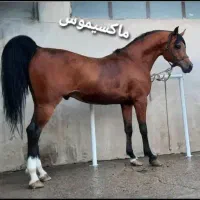 احتیاج کار اصطبل هستم دنبال کارمیگردم باشگاه