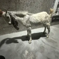 کهر نر