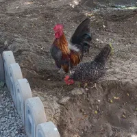جفت مولد جاپنیز