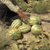 بذر زامچه و چاقرجه ترکمنی